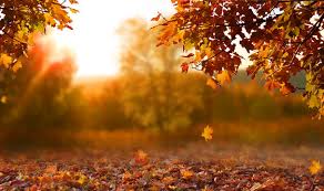 Seasonal Scents