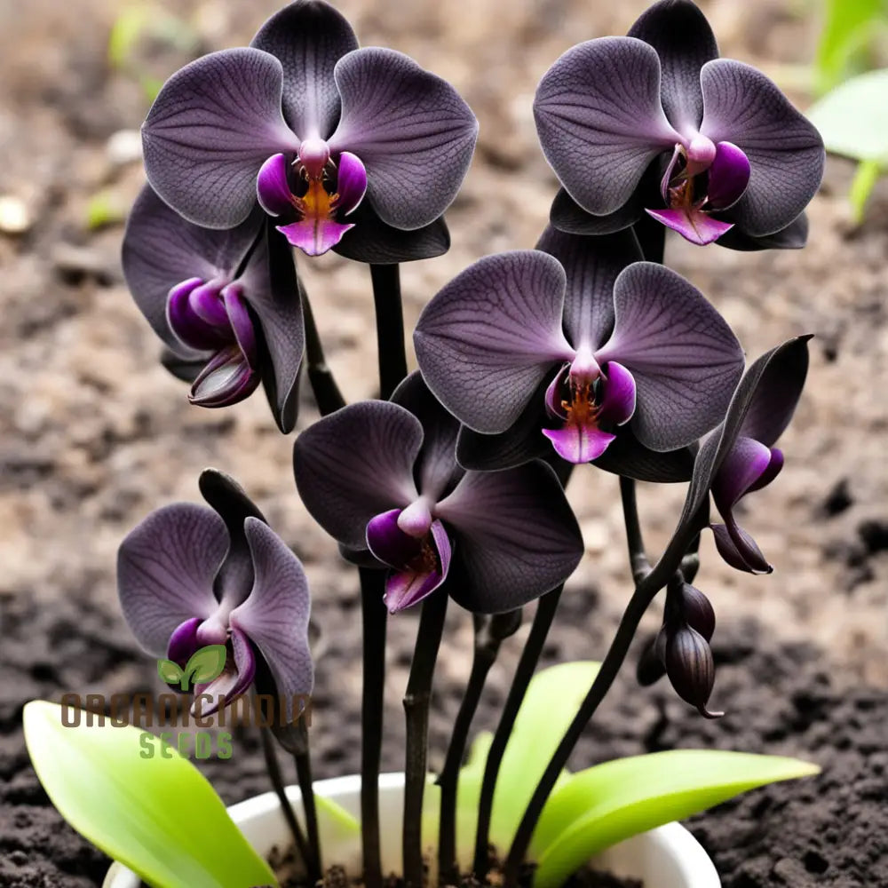 Black Orchid