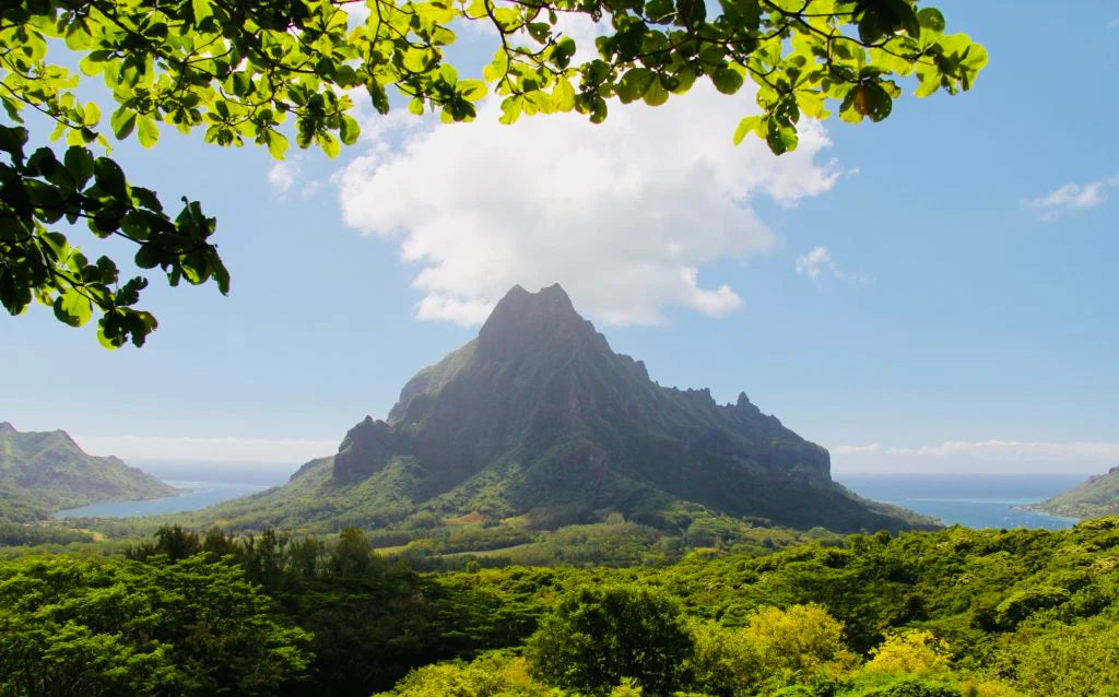 White Tahitian Woods