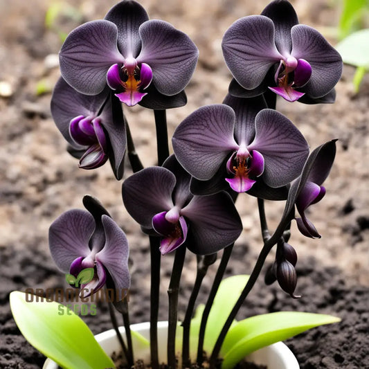 Black Orchid