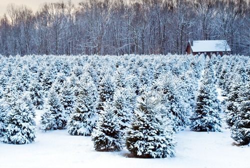 Christmas Tree Farm