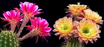 Naked Cactus